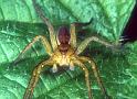 Dolomedes_fimbriatus_P1059_O_88_Les Gris_Frankrijk